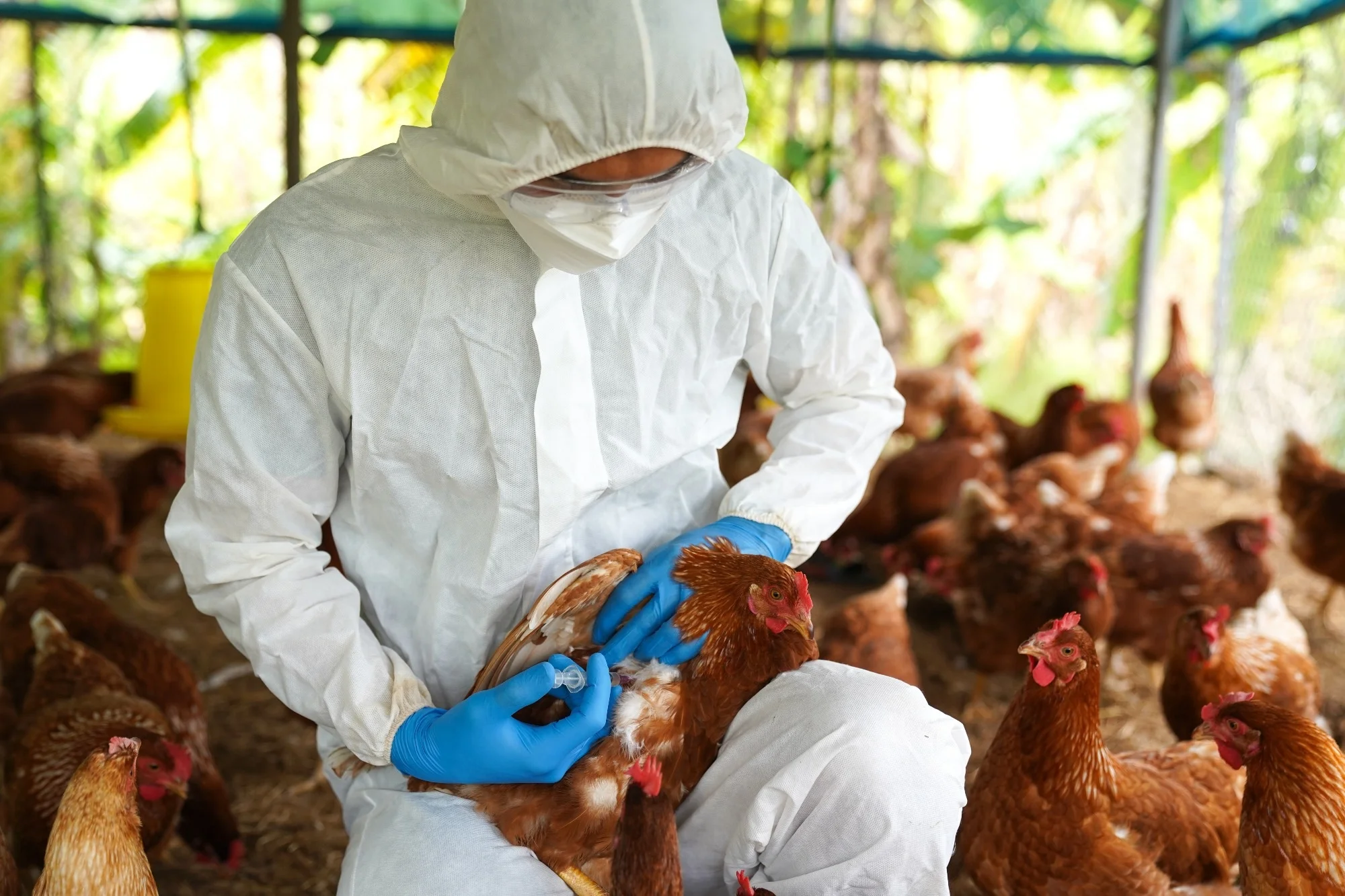 Bird Flu