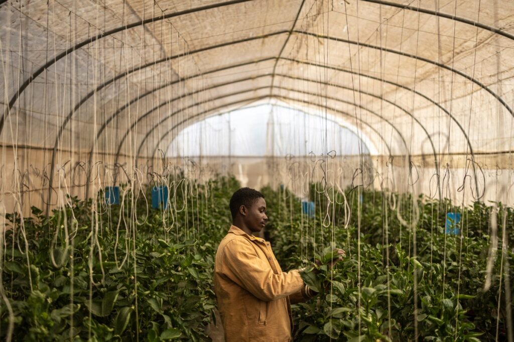 AFP 20250317 372B8EV v2 Preview TopshotNigeriaAgricultureAgronomy 1