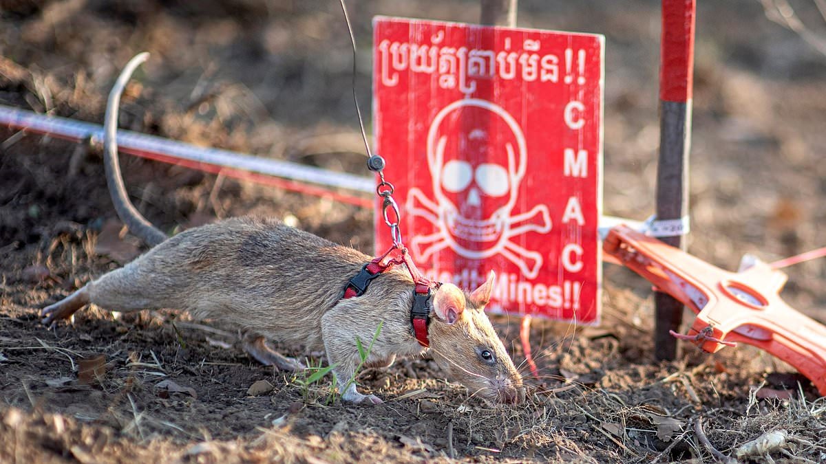 African Rat Ronin Breaks World Record, Discovers 109 Landmines