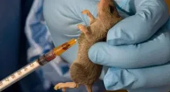 Lassa Fever Claims 31 Lives in Five Weeks as NCDC Confirms 165 Cases Rat