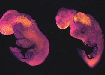 lab-made embryo