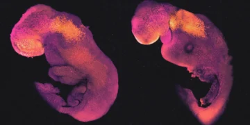 Breakthrough IVF Technique in the UK Produces Eight Healthy Babies Free from Mitochondrial Diseases lab-made embryo