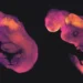 lab-made embryo