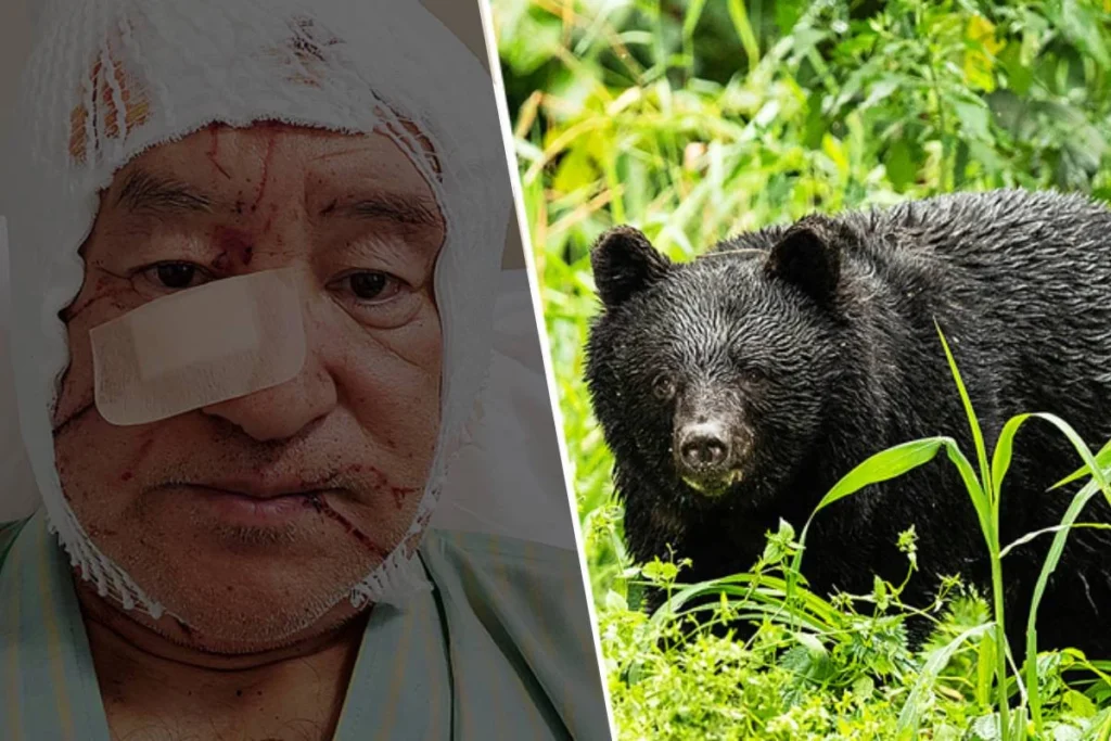 Japan’s Shirakawa-go Village Bear Attack