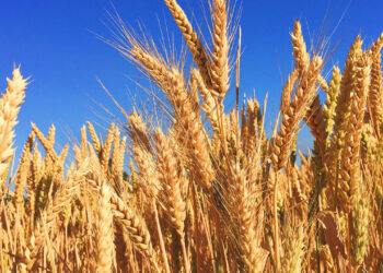 U.S.-Nigeria Agricultural Trade Set to Top $700 Million in 2025, Driven by Wheat Shipments