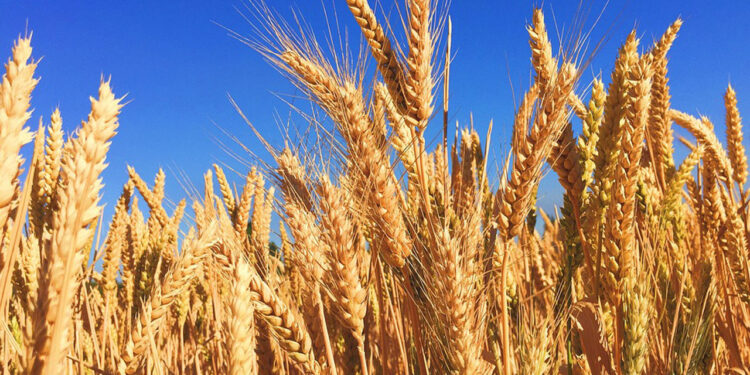 WHEAT FARMING BUSINESS PLAN IN NIGERIA