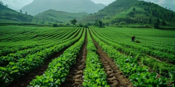GEEP, NIRSAL Partner to Expand Agricultural Credit Access for Nigerian Farmers Agricultural