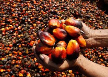 Okomu Oil Palm