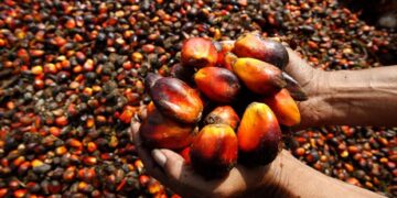 Nigeria's Palm Oil Production Climbs to 1.57 Million Tonnes in 2025 Palm Oil