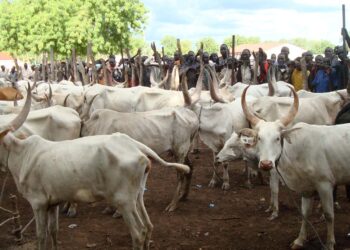 livestock in nigeria