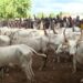 livestock in nigeria
