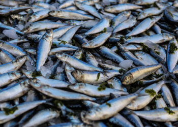Nigeria Digitize Fish Import Licensing to Boost Local Aquaculture