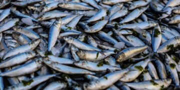 Nigeria Digitize Fish Import Licensing to Boost Local Aquaculture