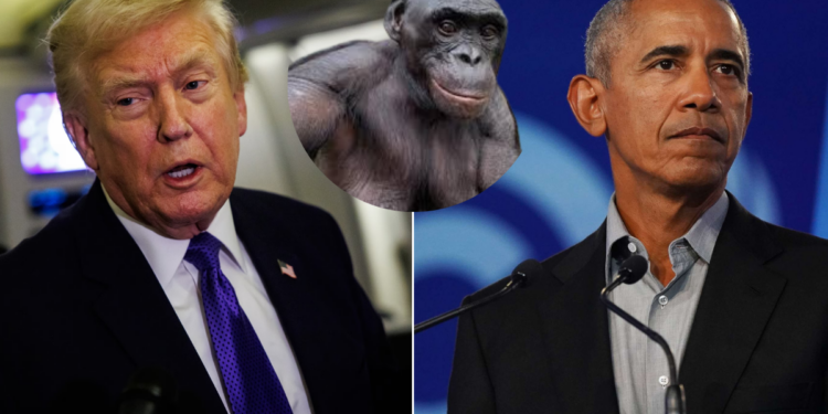 Photo combo of Trump, an ape and Obama
