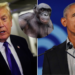 Photo combo of Trump, an ape and Obama