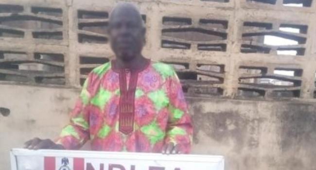 NDLEA Busts Cocaine Hidden in Stockfish 80-year-old suspect, Oke Samuel, was arrested during a special raid at Erinmo road, Efon-Alaaye, with 2.2 kilograms of skunk and methamphetamine