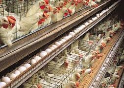 PAN Kicks Against Proposed $900m Poultry Investment Deal