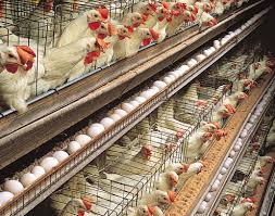 PAN Kicks Against Proposed $900m Poultry Investment Deal