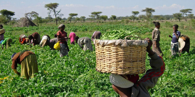 Nigeria's Agriculture Sector Pulls in $167.25 Million in Capital Importation in 2025 Farmers 2