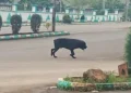 Workers flee as wild dog invade government house