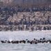 Spain Deploys Military to Ceuta After Unprecedented Migrant Crossing Spain