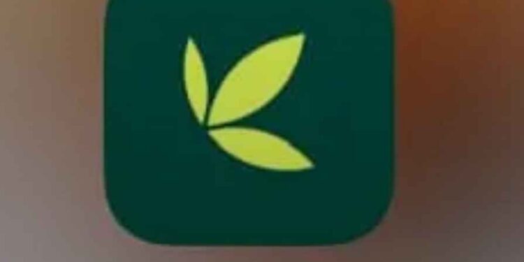 Investment Platform Bamboo Crashes Bamboo